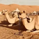6 Days Adventure Tour in Oman